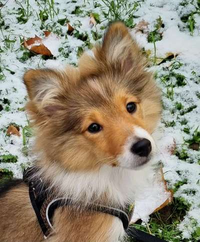 Dogorama Photo Challenge - Portrait-Beitrag-Bild