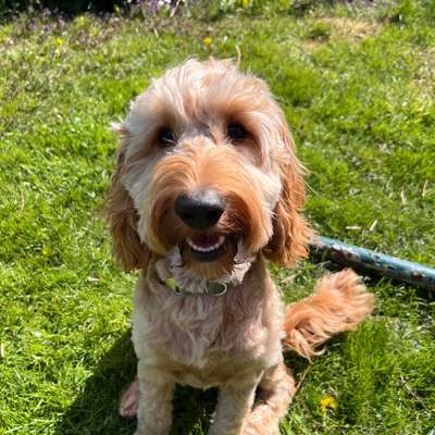 Hundetreffen-Spieltreff-Bild