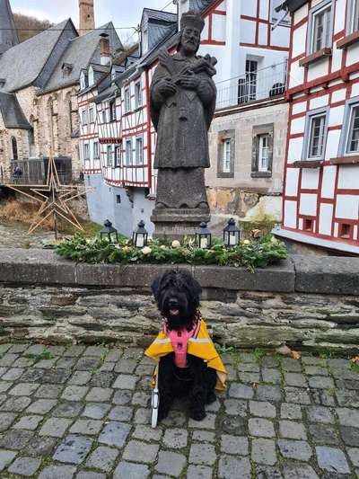 Hundetreffen-Spielkameraden für meine Riesin & Frenchies-Bild