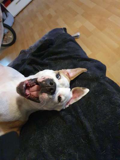 Wo sind meine AMERICAN BULLDOGS?-Beitrag-Bild