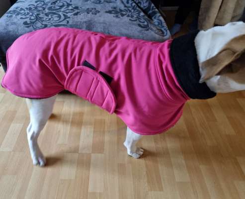 Mantel Old English Bulldog?-Beitrag-Bild