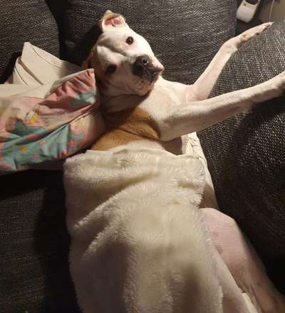 "Bulligere Arten" auch hier? :) Amstaff etc..-Beitrag-Bild