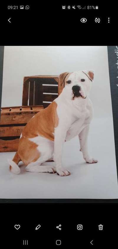 Olde English Bulldogge-Beitrag-Bild