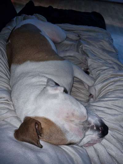 Wo sind meine AMERICAN BULLDOGS?-Beitrag-Bild