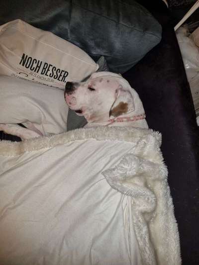 Wo sind meine AMERICAN BULLDOGS?-Beitrag-Bild