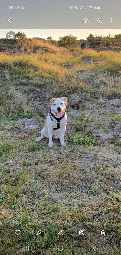 Dein Hund im Dogorama-Kalender 2021-Beitrag-Bild