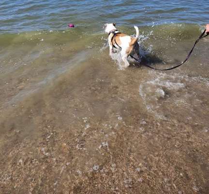 Dogorama-Monats-Challenge-Mai "Wasser"-Beitrag-Bild