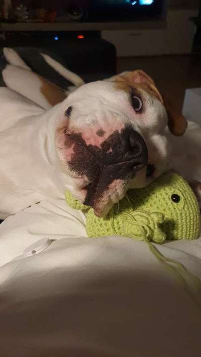 Zeige das lustigste Bild eures Hundis-Beitrag-Bild