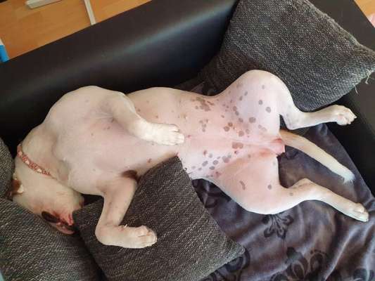 Challenge Nr 14
Eure Fellnasen auf ihrem Lieblingsplatz-Beitrag-Bild