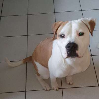 Seltene Rassen!-Beitrag-Bild