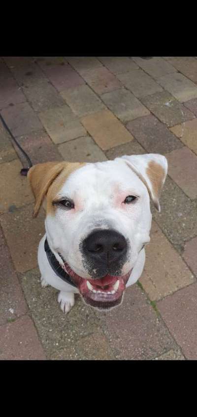 Dein Hund im Dogorama-Kalender 2021-Beitrag-Bild