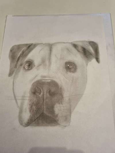 Zeichnungen eurer Hunde-Beitrag-Bild