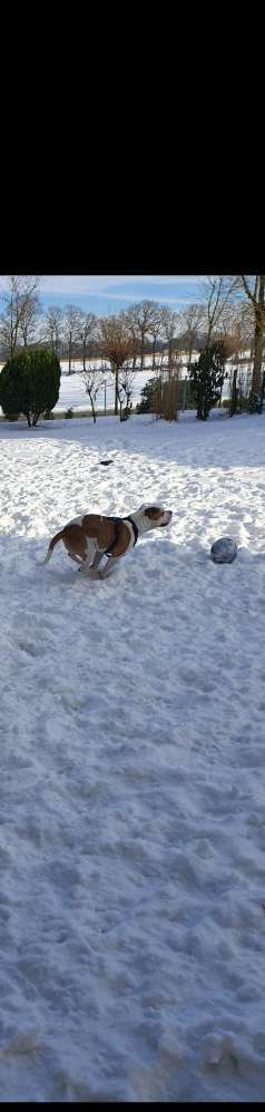 Fotochallenge 61 ~ Schnee-Beitrag-Bild