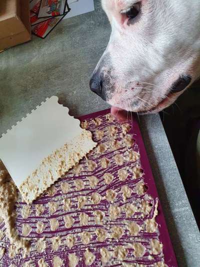 Lustigste Leckerli-Fotos-Beitrag-Bild