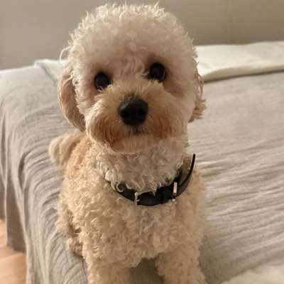 Hundetreffen-Spielfreunde gesucht 🤍-Bild