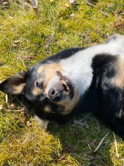 Challenge 23 : "  Euer Hund beim Frühlingserwachen "-Beitrag-Bild