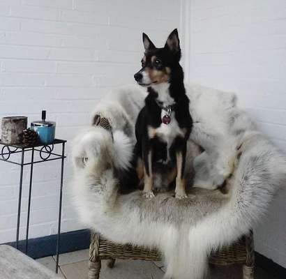 Foto's und Hundemodels-Beitrag-Bild