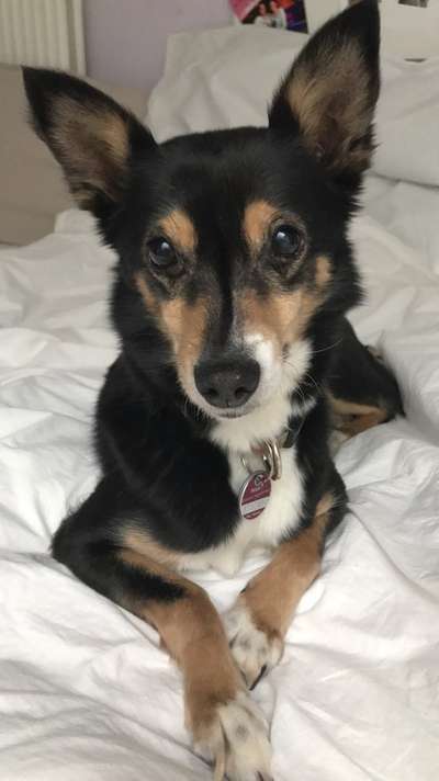 Zeigt mal die schönsten Bilder von euren Hunden !-Beitrag-Bild