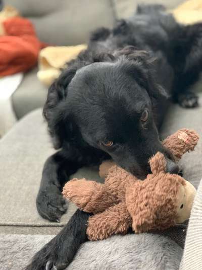 Dogorama Photo Challenge - Hundeblick zum hinschmelzen-Beitrag-Bild