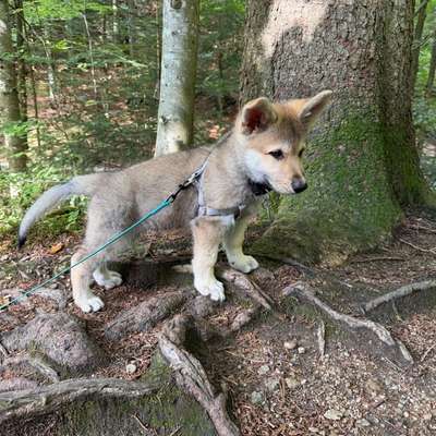 Hundetreffen-Welpenspielkameraden gesucht-Bild
