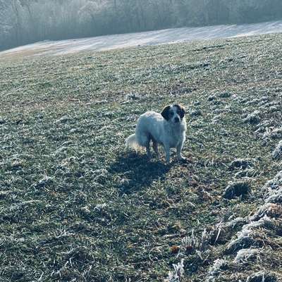 Hundetreffen-Spielkameraden für Bruno-Bild