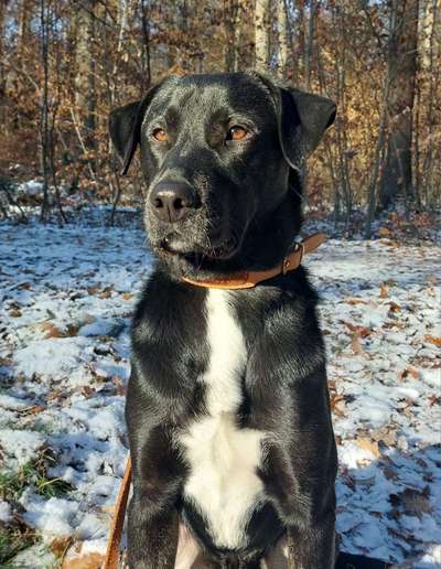 Hundetreffen-Skilanglauf Seefeld-Bild