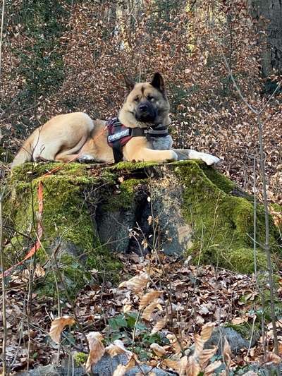 Die Dogorama Kalender Challenge 4/4-Beitrag-Bild