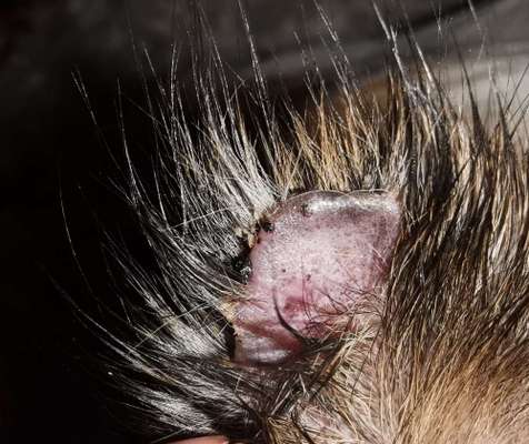 Haarausfall und Verkrusten der Ohrspitze-Beitrag-Bild