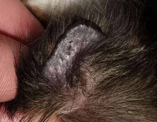 Haarausfall und Verkrusten der Ohrspitze-Beitrag-Bild
