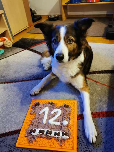 Hundekuchen /-torte selber machen-Beitrag-Bild