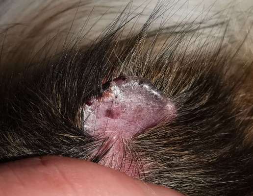 Haarausfall und Verkrusten der Ohrspitze-Beitrag-Bild