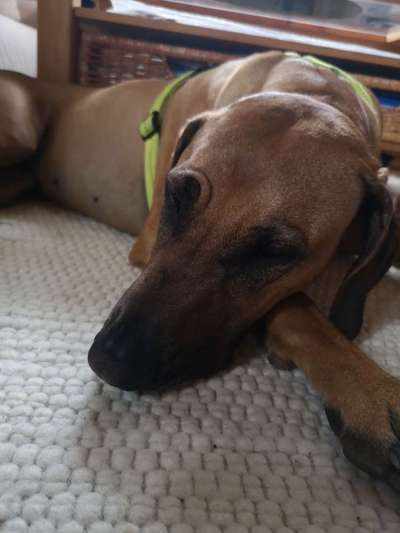 Rhodesian Ridgeback-Beitrag-Bild