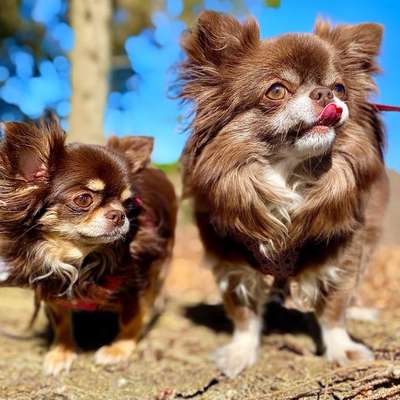 Hundetreffen-Auch kleine Hunde hier ?-Bild