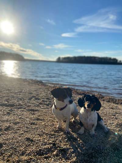 Hundetreffen-Dackeltreff o. Kleine Hunde-Bild