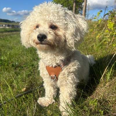 Hundetreffen-Spielen und Sozialisieren-Bild