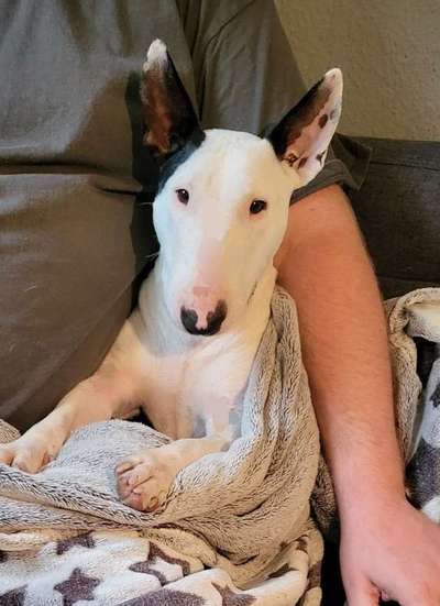 Wie heißt dein Hund?-Beitrag-Bild