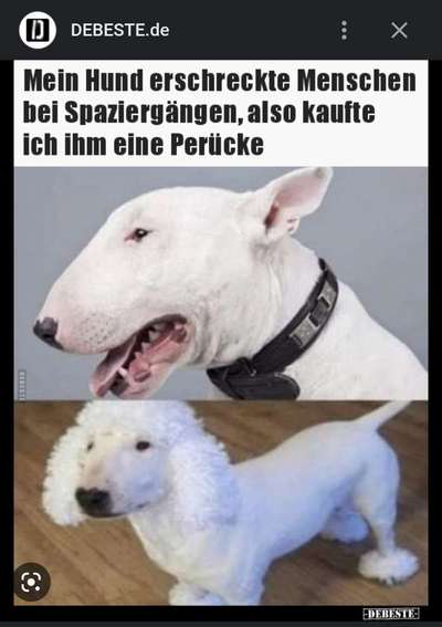 Hunde Memes-Beitrag-Bild
