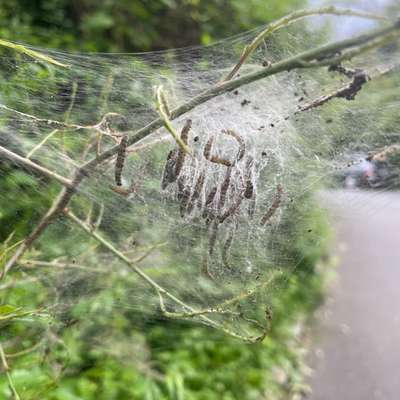 Giftköder-Eichen-Prozessionsspinner-Bild