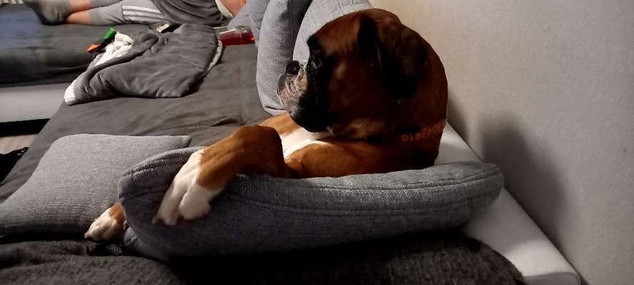 Boxer ???-Beitrag-Bild