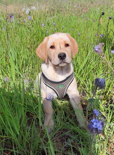 Die Dogorama Monats Challenge "Es grünt und blüht"-Beitrag-Bild