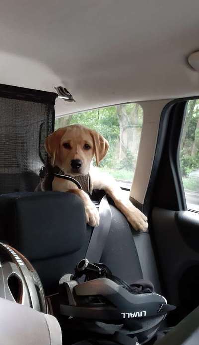 FOTOCHALLENGE 70 - Dein Hund im Auto-Beitrag-Bild