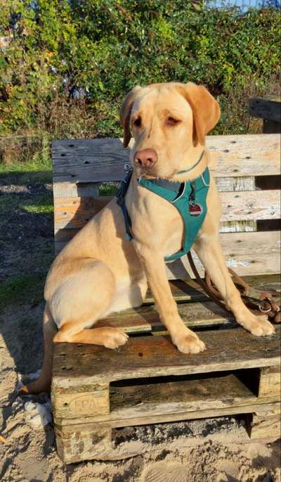 Die Dogorama Kalender Challenge 4/4-Beitrag-Bild