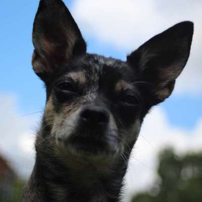 Hundetreffen-Sozialisierungs Spaziergang-Bild