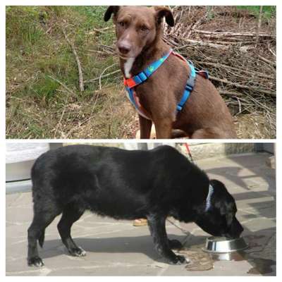 Labradorfans-Beitrag-Bild