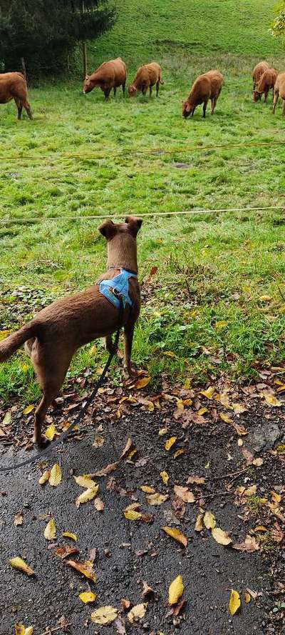 Fotochallenge Nr. 51 "Euer Hund mit anderen Tieren"-Beitrag-Bild