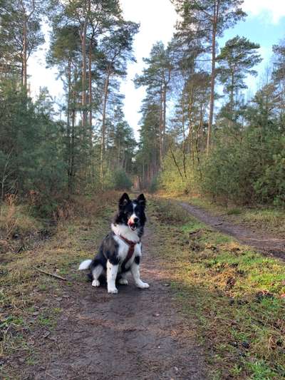 Hundetreffen-Gassi / Spielerunde Dorsten-Bild