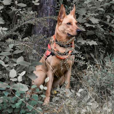 Hundetreffen-Probetraining der Rettungshundestaffel-Bild