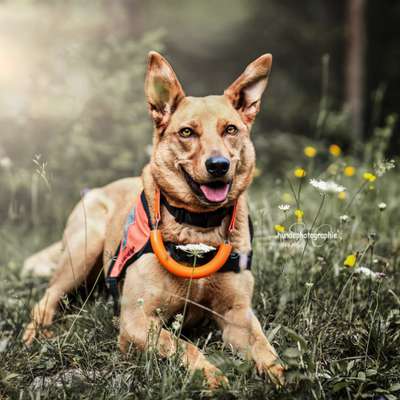 Hundetreffen-Probetraining der Rettungshundestaffel-Bild