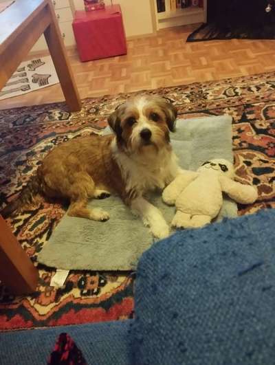 Hundetreffen-Spazieren oder spielen-Bild