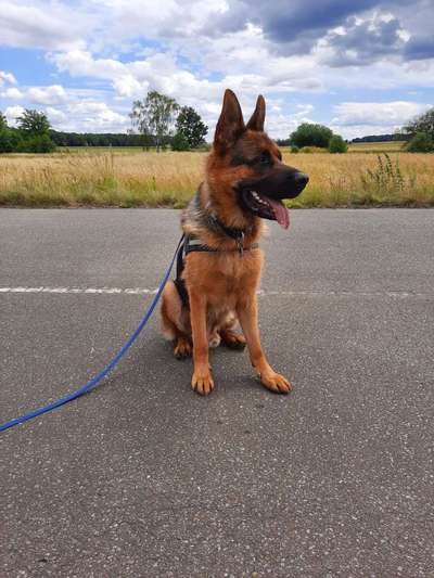 Schäferhund-Beitrag-Bild